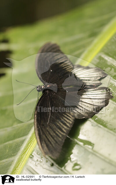 swallowtail butterfly / HL-02991