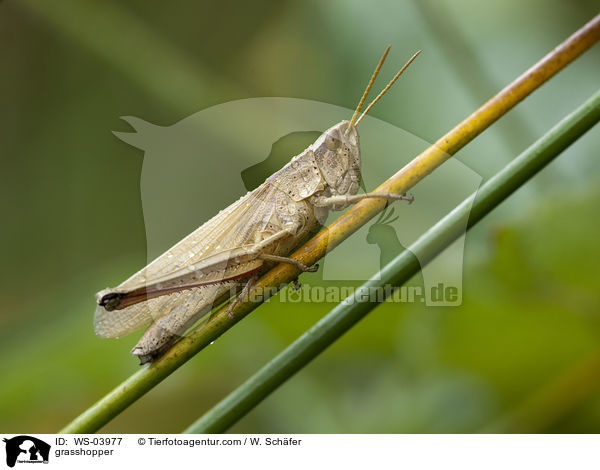 grasshopper / WS-03977