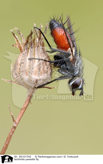 tachinids parasitic fly / DV-01742