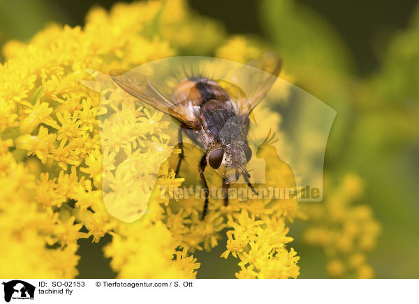 Igelfliege / tachinid fly / SO-02153