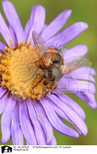 Igelfliege / Hedgehog fly / HL-02435