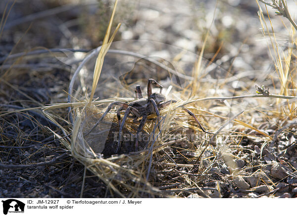 tarantula wolf spider / JM-12927