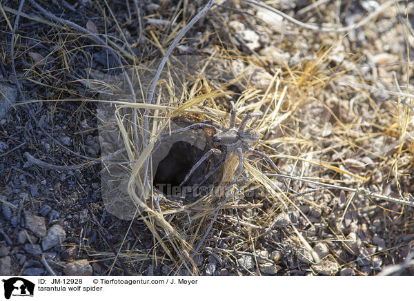 tarantula wolf spider / JM-12928