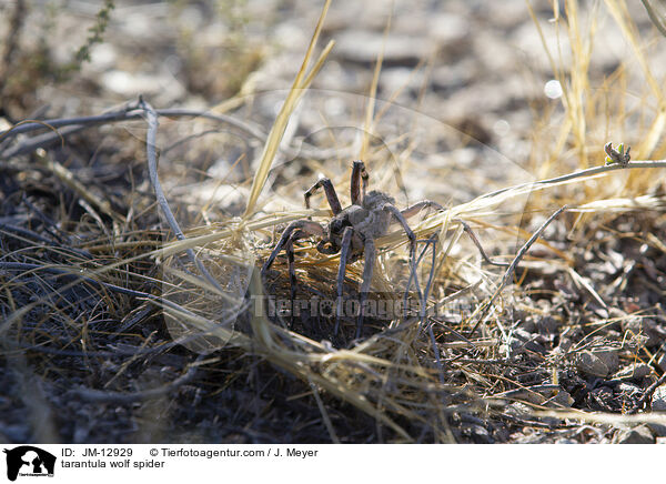 tarantula wolf spider / JM-12929