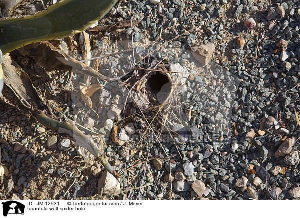 tarantula wolf spider hole / JM-12931