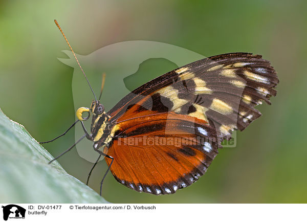 Tiger-Passionsfalter / butterfly / DV-01477