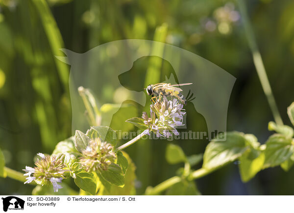 Gemeine Sumpfschwebfliege / tiger hoverfly / SO-03889