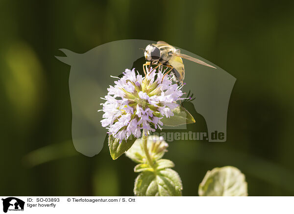Gemeine Sumpfschwebfliege / tiger hoverfly / SO-03893