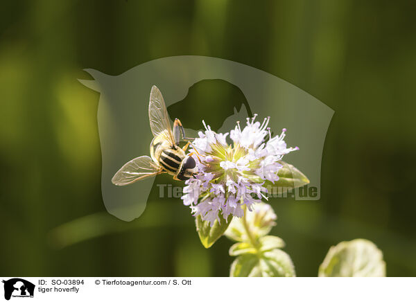 Gemeine Sumpfschwebfliege / tiger hoverfly / SO-03894