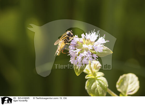 Gemeine Sumpfschwebfliege / tiger hoverfly / SO-03895