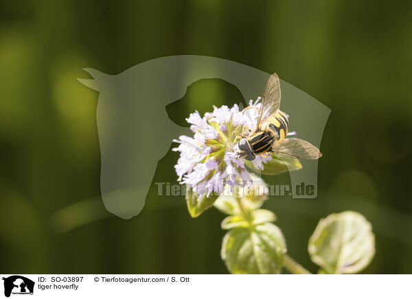 Gemeine Sumpfschwebfliege / tiger hoverfly / SO-03897