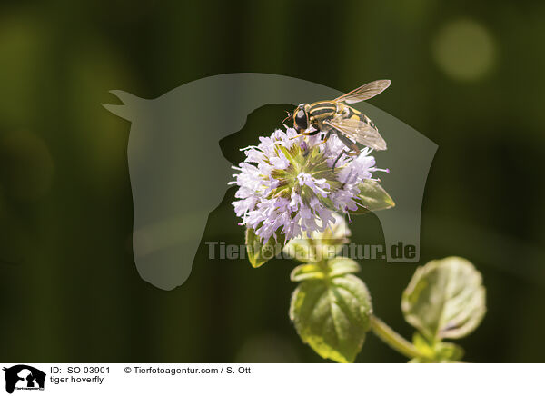 Gemeine Sumpfschwebfliege / tiger hoverfly / SO-03901