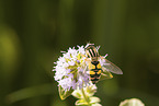 tiger hoverfly