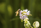 tiger hoverfly