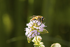 tiger hoverfly