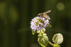 tiger hoverfly