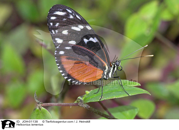 Tiger-Passionsfalter / Heliconius ismenius / JOH-01138