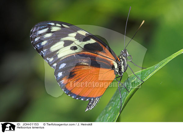 Tiger-Passionsfalter / Heliconius ismenius / JOH-01153