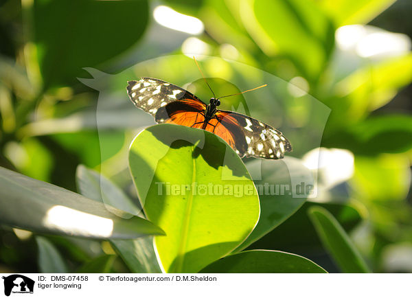 Tiger-Passionsblumenfalter / tiger longwing / DMS-07458