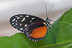 Heliconius ismenius