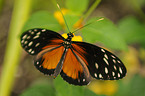 tiger longwing