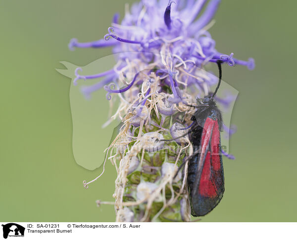 Transparent Burnet / SA-01231