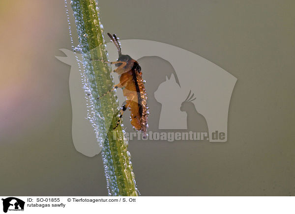 rutabagas sawfly / SO-01855