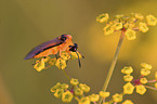 rutabagas sawfly