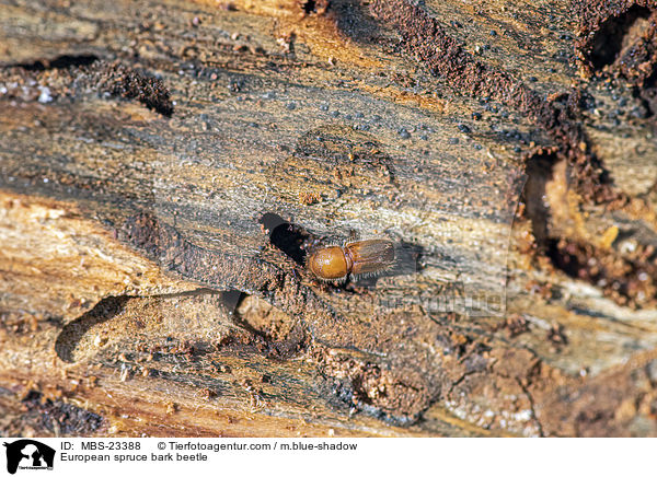 Buchdrucker / European spruce bark beetle / MBS-23388