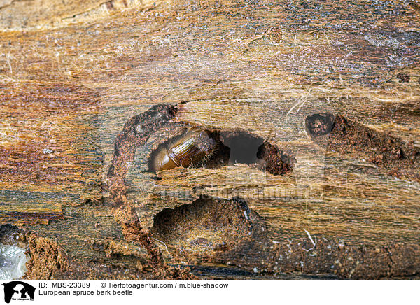 Buchdrucker / European spruce bark beetle / MBS-23389