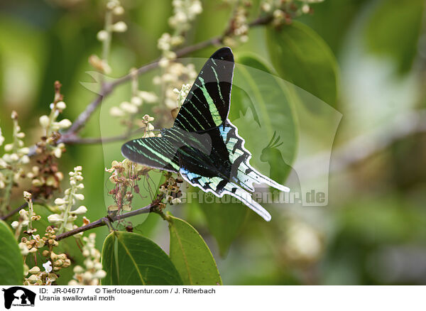 Urania-Schwalbenschwanz / Urania swallowtail moth / JR-04677