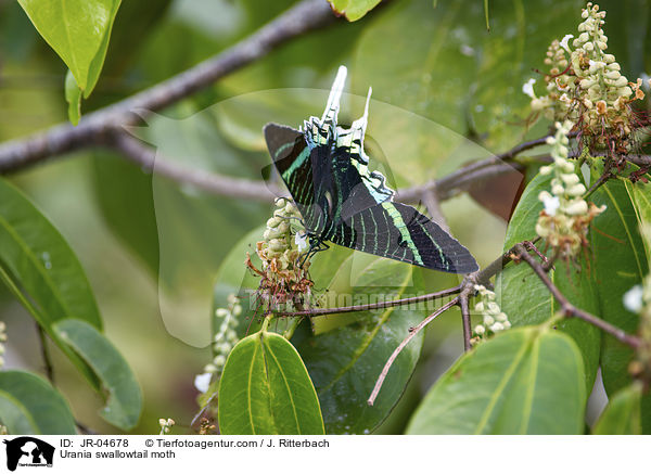 Urania-Schwalbenschwanz / Urania swallowtail moth / JR-04678