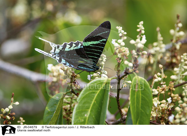 Urania swallowtail moth / JR-04679