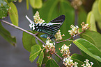 Urania swallowtail moth