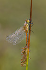 darter