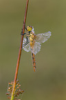 darter