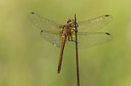 darter