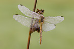 vagrant darter