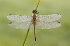 vagrant darter