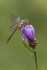 vagrant darter