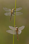 2 vagrant darter