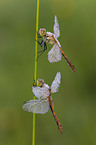 2 vagrant darter