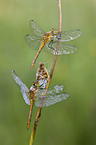 2 vagrant darter