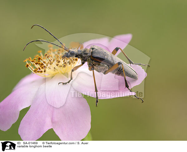 Variabler Stubbenbock / variable longhorn beetle / SA-01469
