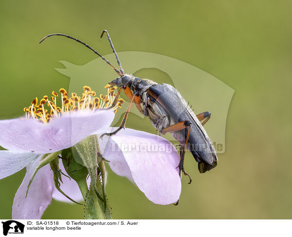 Variabler Stubbenbock / variable longhorn beetle / SA-01518