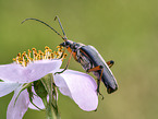 variable longhorn beetle