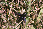 carpenter bee