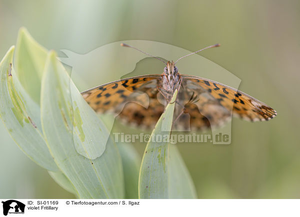 Magerrasen-Perlmuttfalter / violet Fritillary / SI-01169