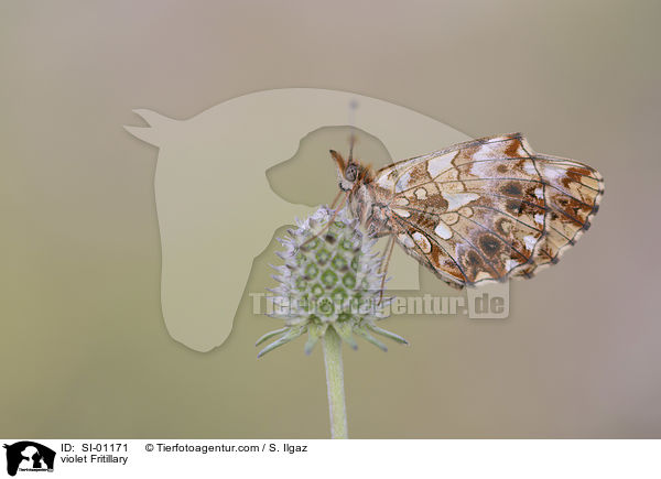 Magerrasen-Perlmuttfalter / violet Fritillary / SI-01171