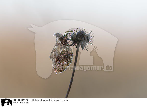 Magerrasen-Perlmuttfalter / violet Fritillary / SI-01172